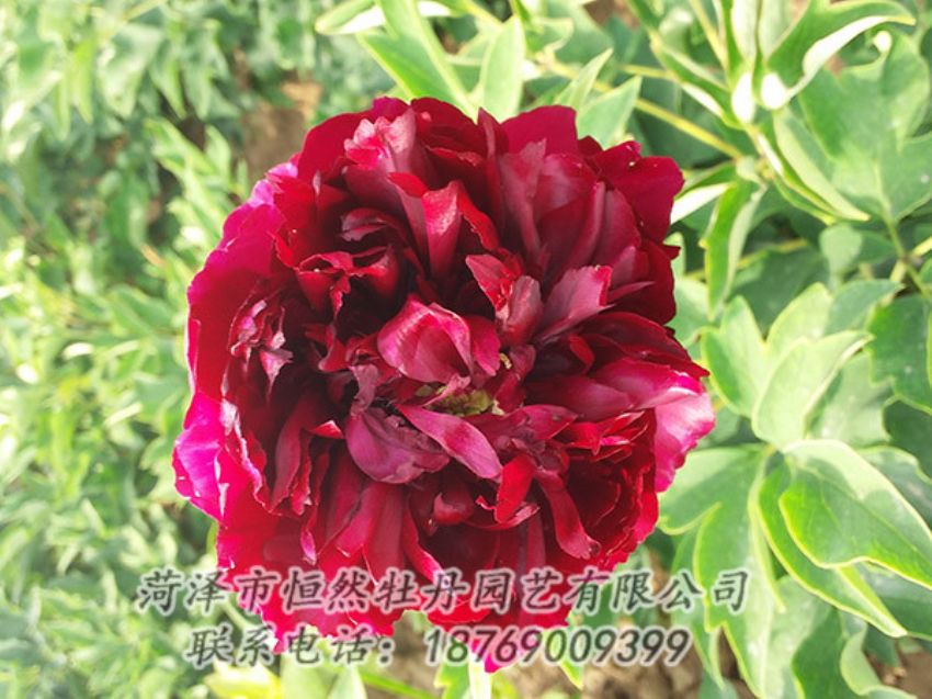 點擊查看詳細信息<br>標題：紅色牡丹 閱讀次數(shù)：1018
