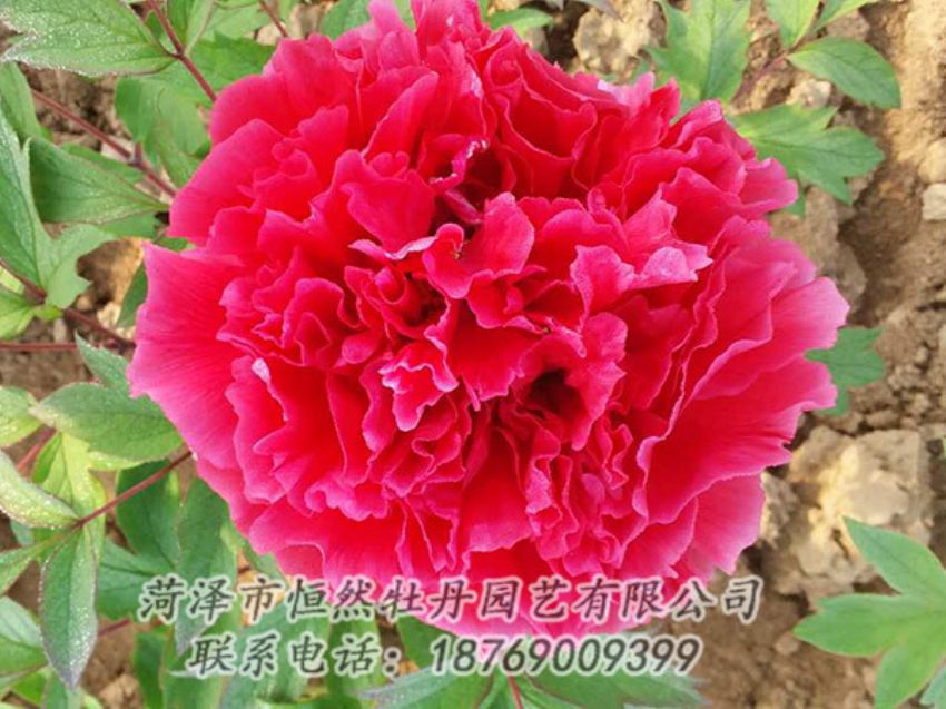 點擊查看詳細信息<br>標題：紅色牡丹 閱讀次數(shù)：1137