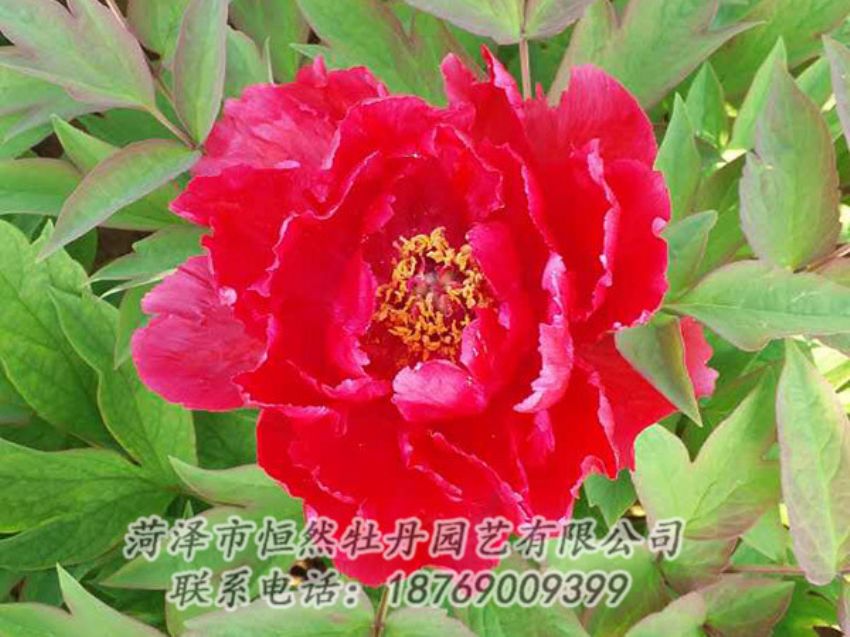 點擊查看詳細信息<br>標題：紅色牡丹 閱讀次數(shù)：1171