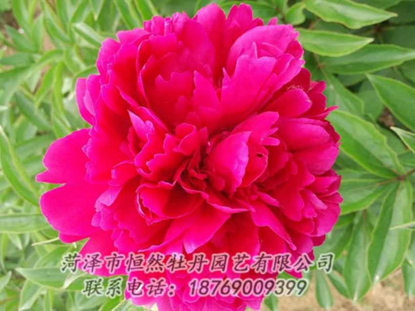 點(diǎn)擊查看詳細(xì)信息<br>標(biāo)題：紅色芍藥 閱讀次數(shù)：1044
