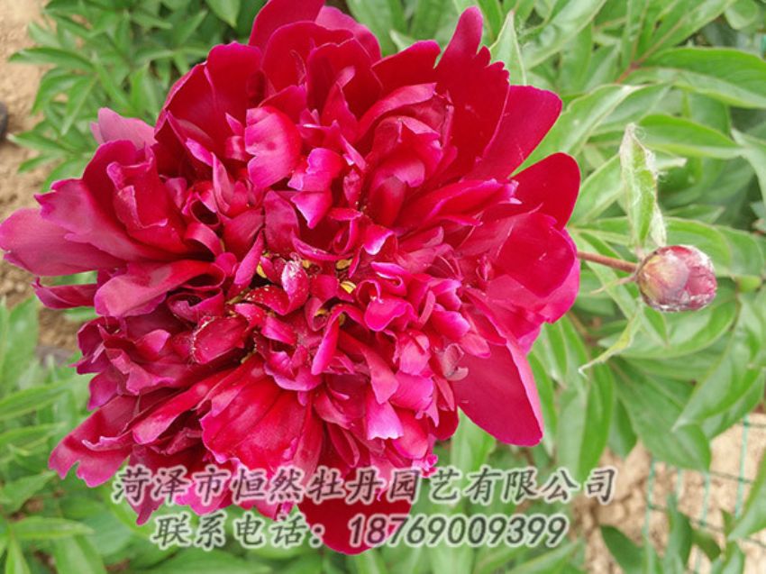 點(diǎn)擊查看詳細(xì)信息<br>標(biāo)題：紅色芍藥 閱讀次數(shù)：1081