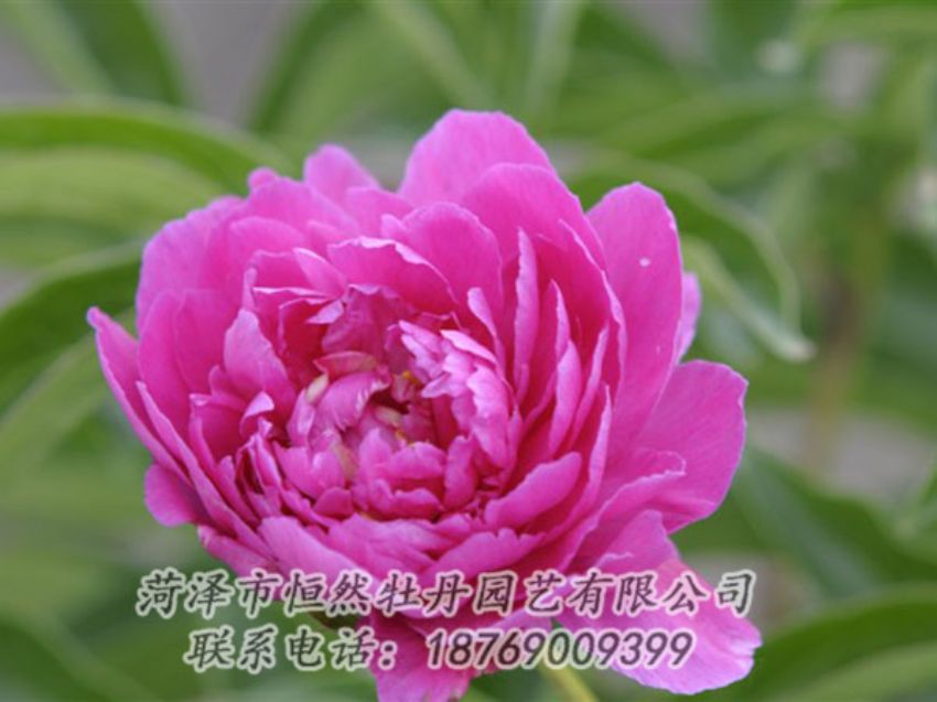 點擊查看詳細信息<br>標題：紅茶花 閱讀次數：1057