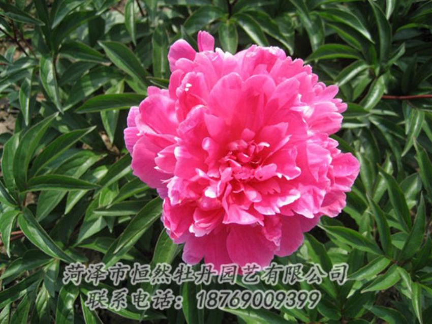 點(diǎn)擊查看詳細(xì)信息<br>標(biāo)題：富貴紅 閱讀次數(shù)：1022