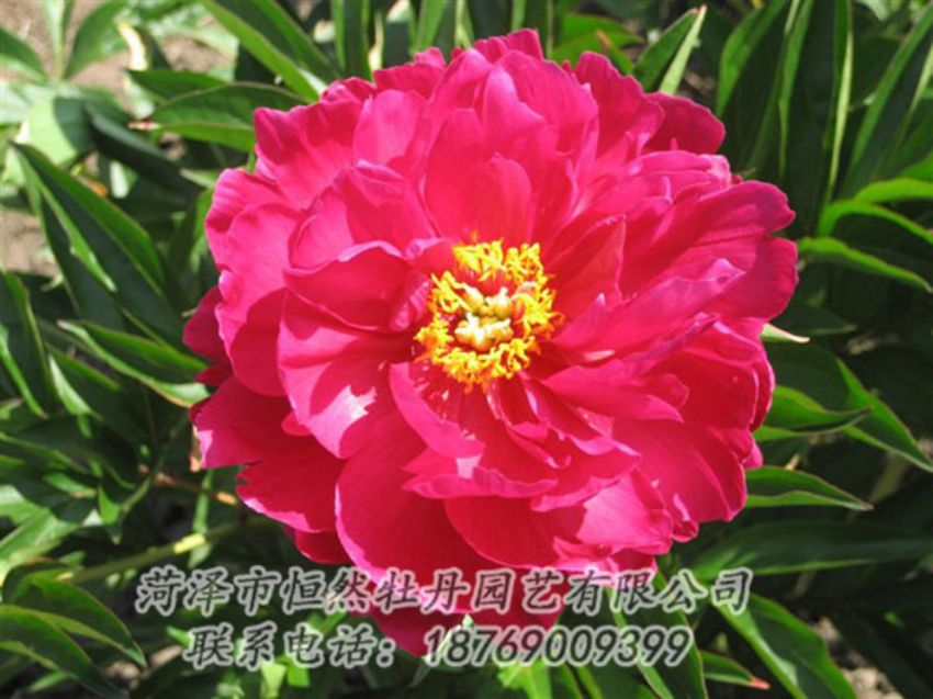 點(diǎn)擊查看詳細(xì)信息<br>標(biāo)題：大紅赤金 閱讀次數(shù)：1106