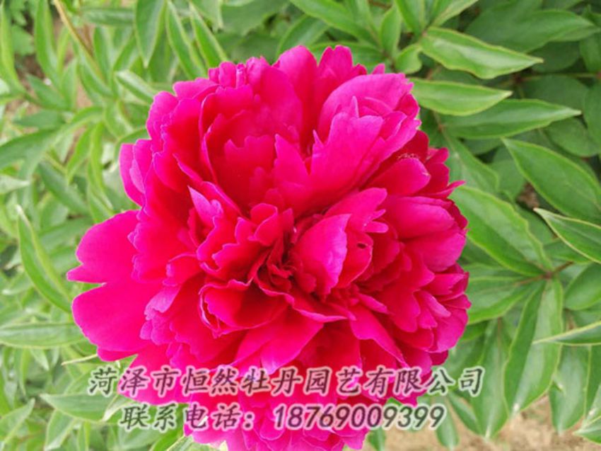 點(diǎn)擊查看詳細(xì)信息<br>標(biāo)題：紅色芍藥 閱讀次數(shù)：1048