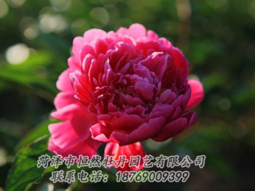 點(diǎn)擊查看詳細(xì)信息<br>標(biāo)題：大紅赤金 閱讀次數(shù)：1082