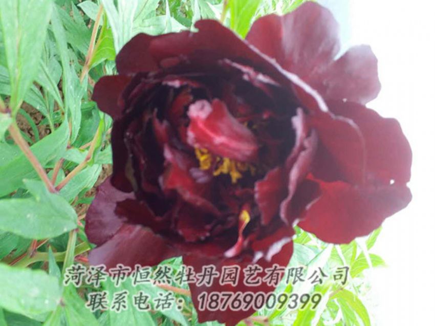 點(diǎn)擊查看詳細(xì)信息<br>標(biāo)題：黑色牡丹 閱讀次數(shù)：1218