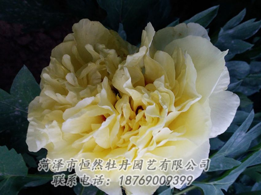點(diǎn)擊查看詳細(xì)信息<br>標(biāo)題：黃色牡丹 閱讀次數(shù)：1191