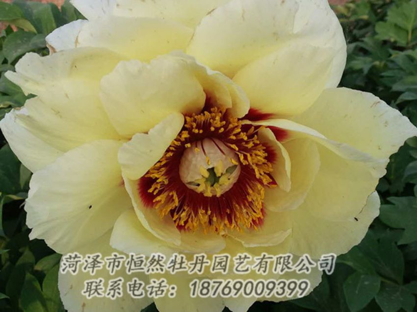 點(diǎn)擊查看詳細(xì)信息<br>標(biāo)題：黃色牡丹 閱讀次數(shù)：1191