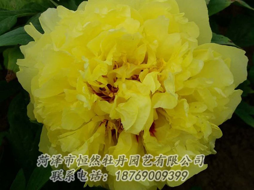 點(diǎn)擊查看詳細(xì)信息<br>標(biāo)題：黃色牡丹 閱讀次數(shù)：1206
