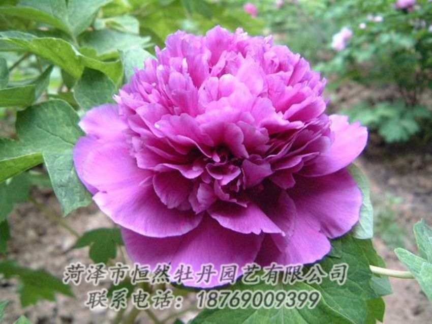 點(diǎn)擊查看詳細(xì)信息<br>標(biāo)題：紫色牡丹 閱讀次數(shù)：1344