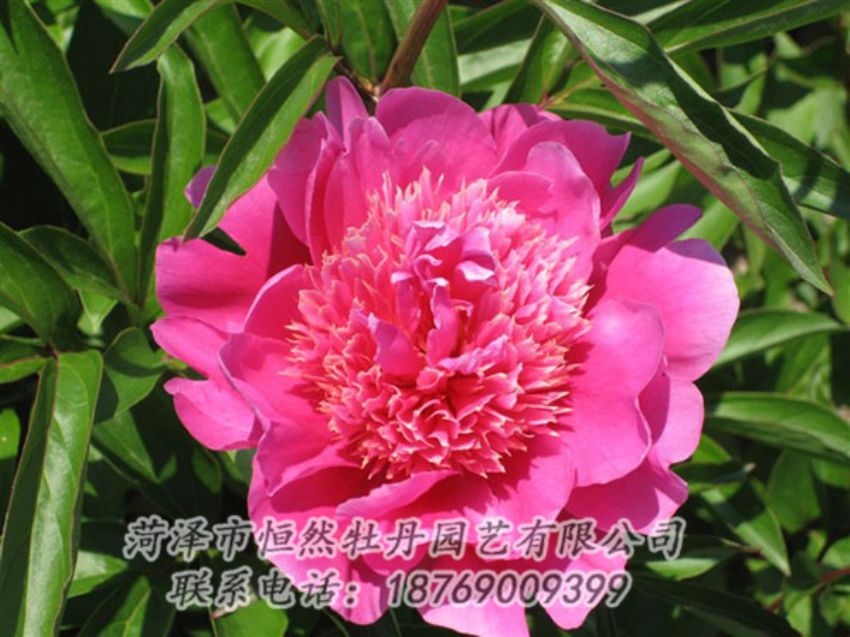 點擊查看詳細信息<br>標題：紅繡球 閱讀次數：1056