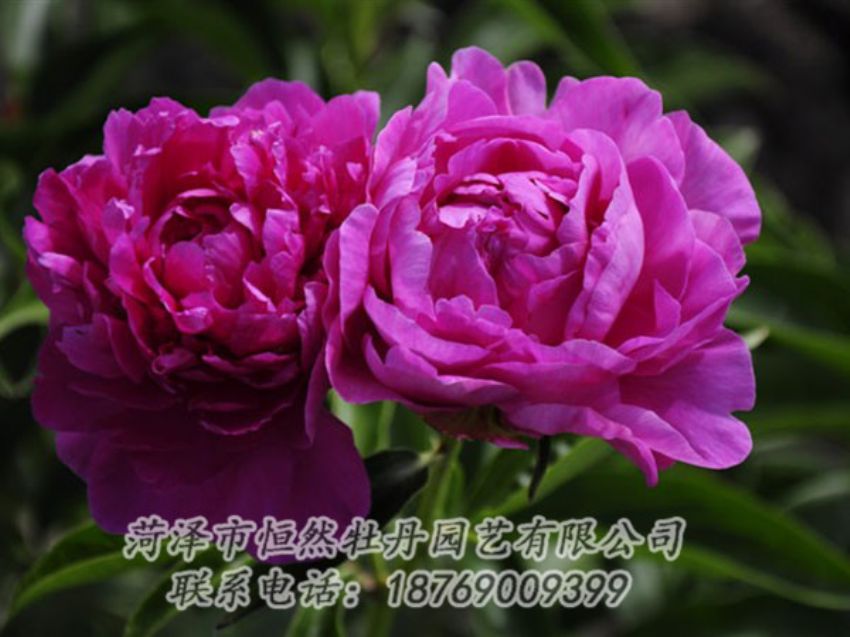 點擊查看詳細信息<br>標題：紅玫瑰 閱讀次數：1003