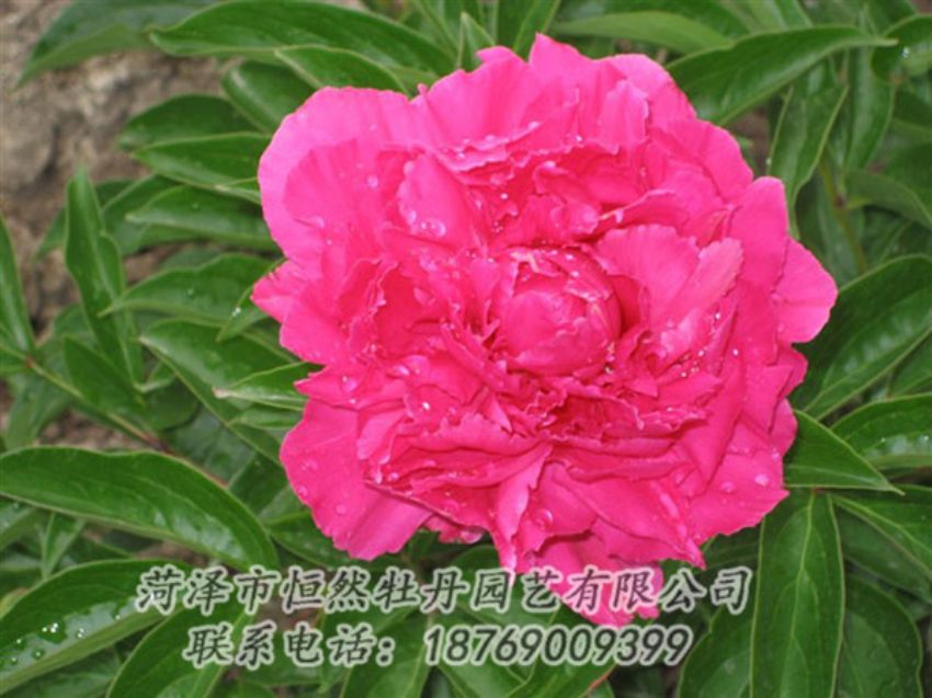 點擊查看詳細信息<br>標題：紅冠芳 閱讀次數：1078