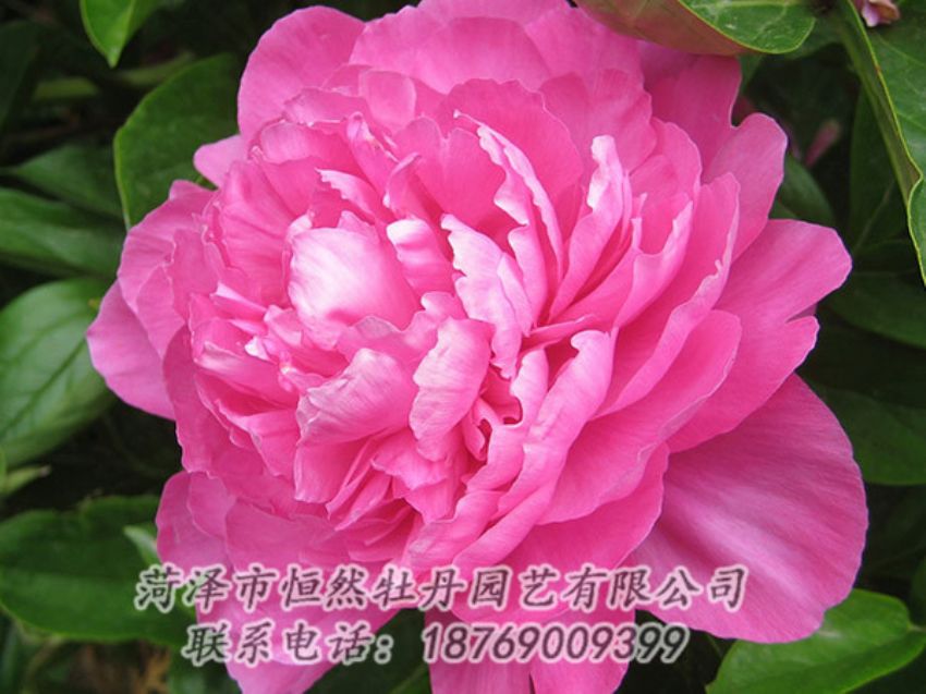點(diǎn)擊查看詳細(xì)信息<br>標(biāo)題：紅色芍藥 閱讀次數(shù)：1090