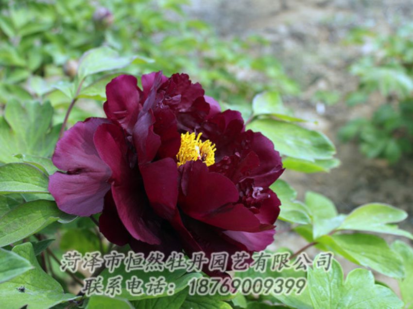 點(diǎn)擊查看詳細(xì)信息<br>標(biāo)題：黑色牡丹 閱讀次數(shù)：1203