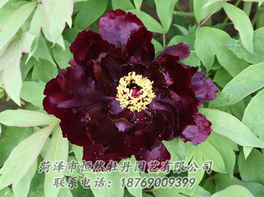 點(diǎn)擊查看詳細(xì)信息<br>標(biāo)題：黑色牡丹 閱讀次數(shù)：1375