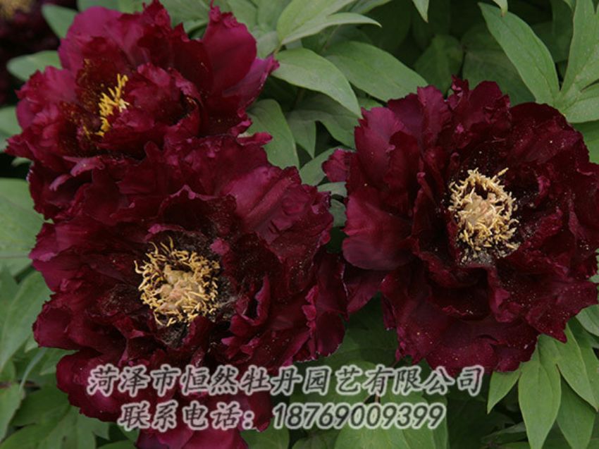 點(diǎn)擊查看詳細(xì)信息<br>標(biāo)題：黑色牡丹 閱讀次數(shù)：1219