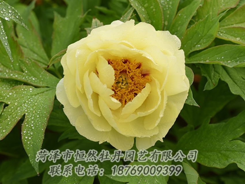 點(diǎn)擊查看詳細(xì)信息<br>標(biāo)題：黃色牡丹 閱讀次數(shù)：1178