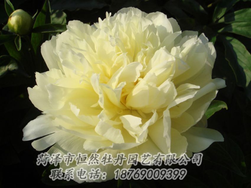 點(diǎn)擊查看詳細(xì)信息<br>標(biāo)題：黃色牡丹 閱讀次數(shù)：1136