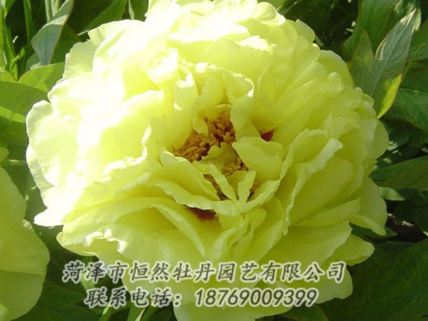 點擊查看詳細(xì)信息<br>標(biāo)題：黃色牡丹 閱讀次數(shù)：1185