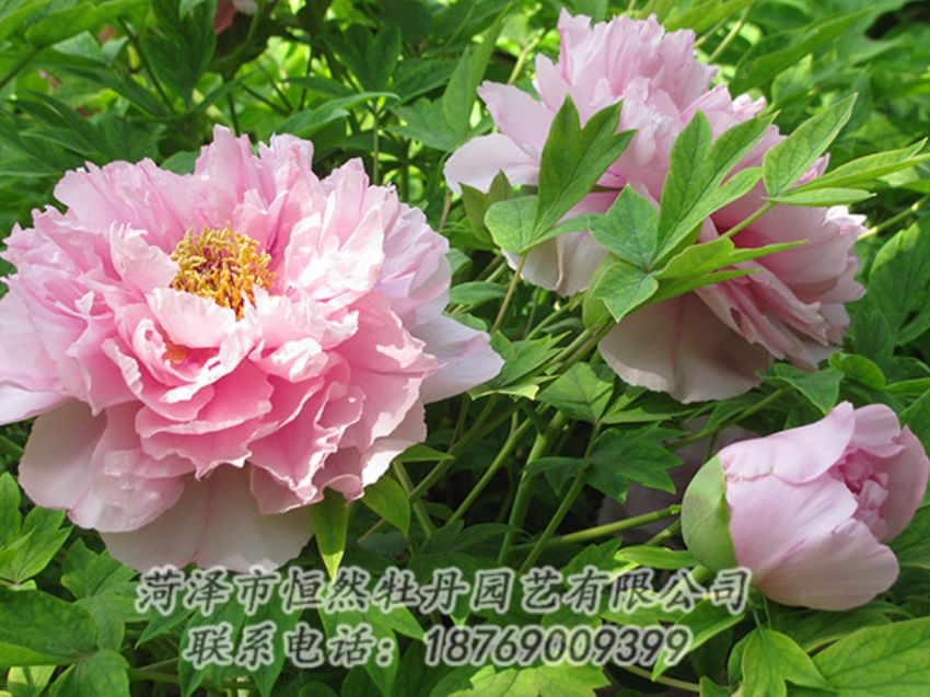 點(diǎn)擊查看詳細(xì)信息<br>標(biāo)題：粉色牡丹 閱讀次數(shù)：1913