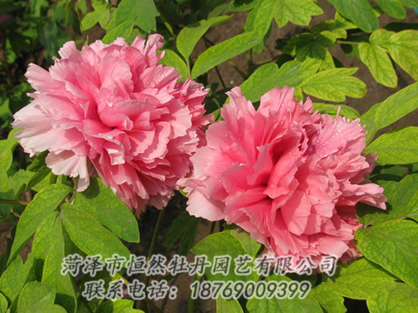 點(diǎn)擊查看詳細(xì)信息<br>標(biāo)題：粉色牡丹 閱讀次數(shù)：1884