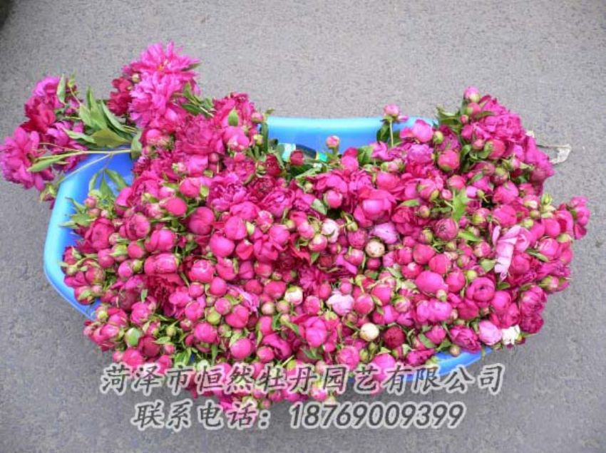 點擊查看詳細信息<br>標題：芍藥切花 閱讀次數(shù)：2041