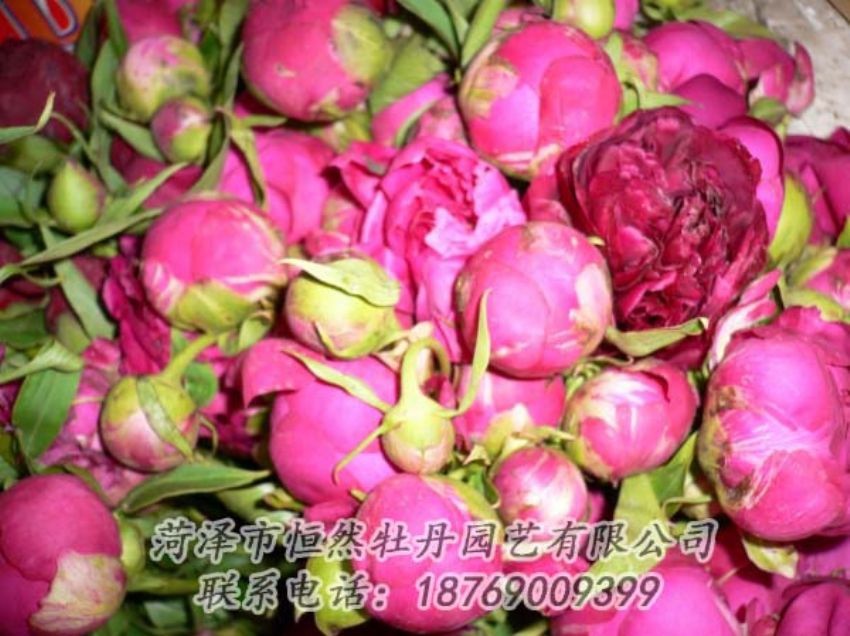 點擊查看詳細信息<br>標題：芍藥切花 閱讀次數(shù)：2056