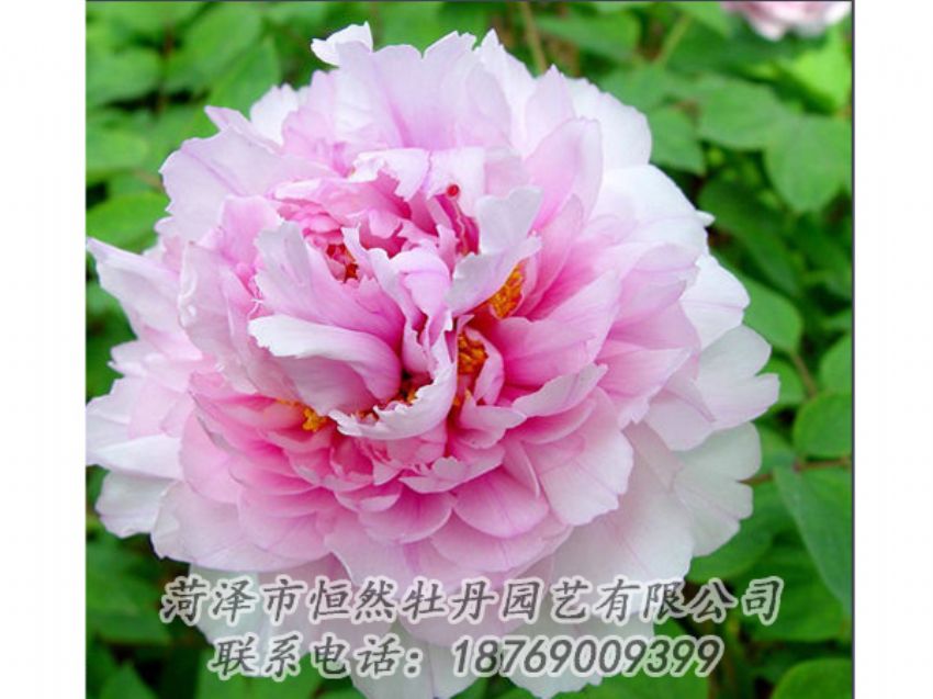 點(diǎn)擊查看詳細(xì)信息<br>標(biāo)題：粉色牡丹 閱讀次數(shù)：2088